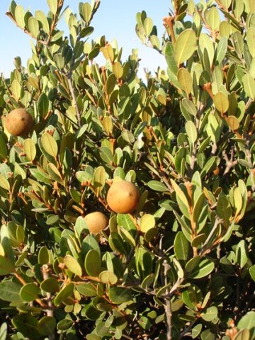 Ancylobotrys capensis leaves